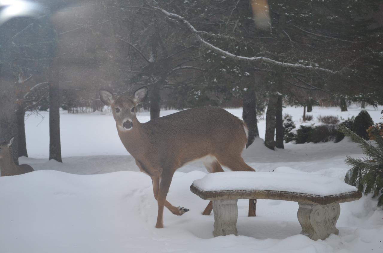 Briarwood Bed & Breakfast Elmsdale Rum bild